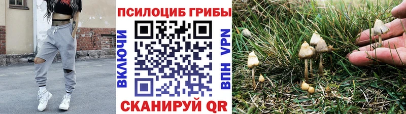 где купить наркотик Гагарин Псилоцибиновые грибы Cubensis